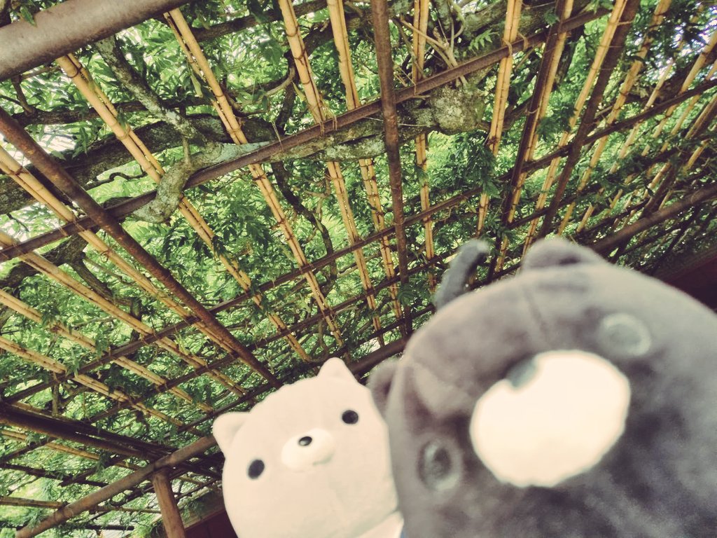 maa_owo's tweet photo. 〜稲荷神社にて仲良しなお二人さん⛩〜 

#あさりとごんたの夏休み
#おかえり園田くん
#おかえり園田くん2019 https://t.co/IlC9Ca6P7r