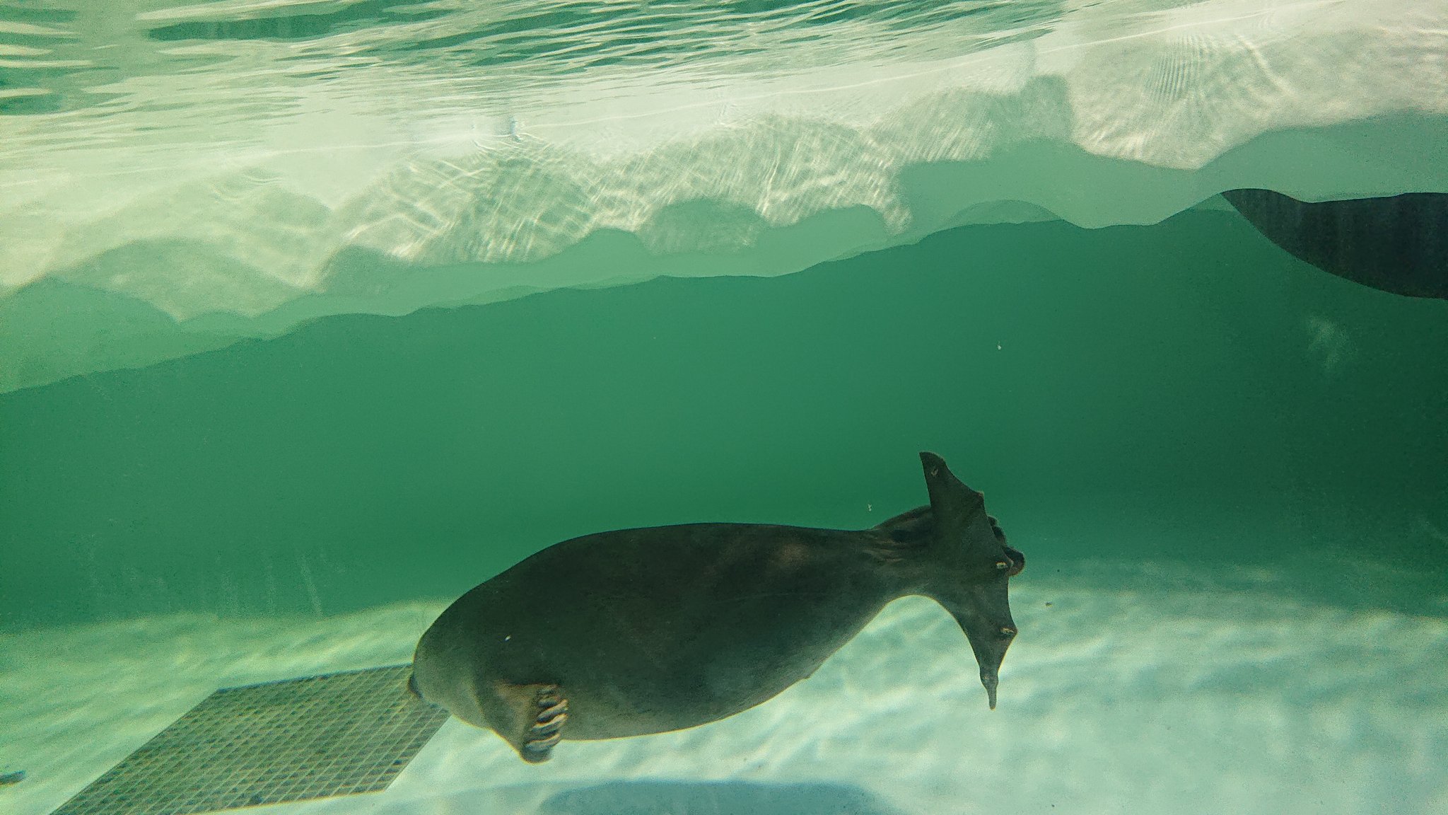 クレア侍 琵琶湖博物館の真の衝撃 写真無いけどサメもいた でもね こんなのいたの アザラシ うっそ もう驚いたよ T Co Ohuhhcahxi Twitter