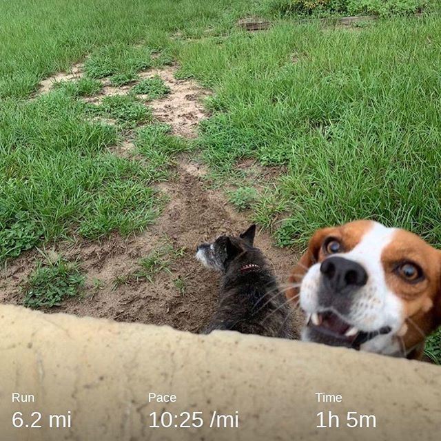GregInORL's tweet photo. Do you carry dog treats on your run? Never fails when I don’t bring them these two will peek their heads up. #running #runorlando #runnersofinstagram #tsruns https://t.co/y0rXY9gdWF https://t.co/KQwqAoUeIi
