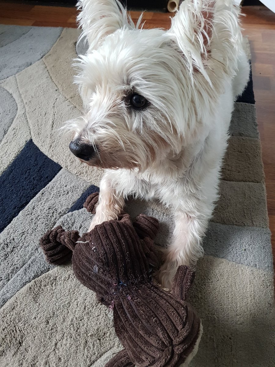 Firefly28922777's tweet photo. Teddy time for Jack #westies #DogsofTwittter #teddybear #fun https://t.co/GH5Hx542hk