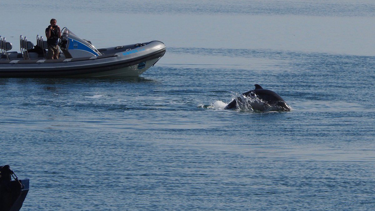 Were you a lucky spectator last week? bit.ly/2TFqWXl 
<a href="/itvnews/">ITV News</a> #dolphins #NorthWales