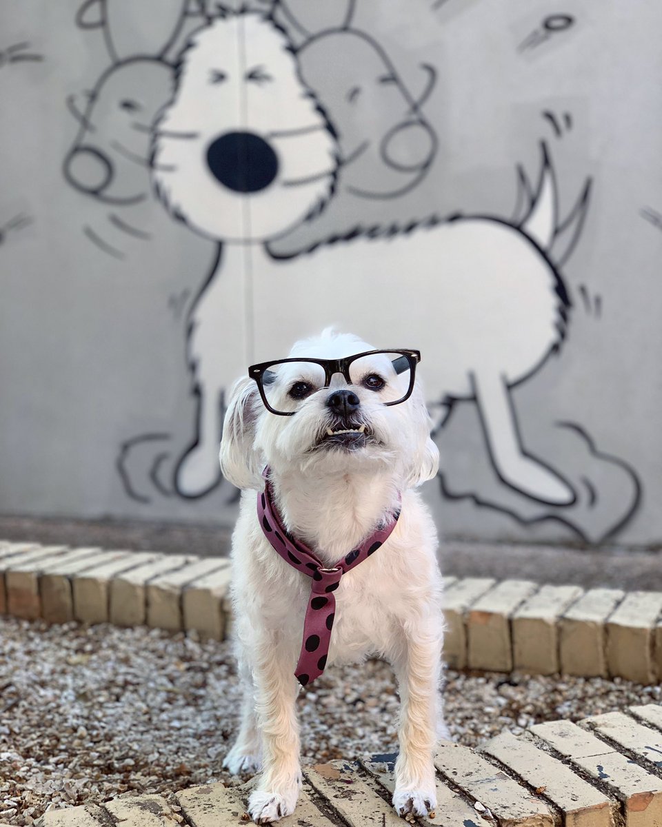 Kaxan_KXAN's tweet photo. Straight cheesin cause it’s FRI-YAY! We’ve got #ClearTheShelters &amp; @familyeldercare #Fans4Paws @EasyTigerATX at the LINC this Saturday. See you there! #Austin RT https://t.co/PNhJxthkDL
