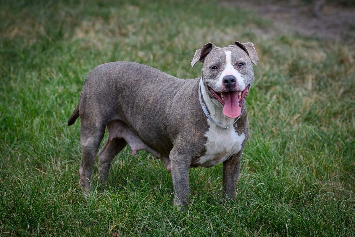 MCASPets's tweet image. Doris is a super easy-going girl who at 4-years old has a long life ahead of her. Who wants to share it with her? bit.ly/mcasDORIS 

#thewoodlandstx #thewoodlands #montgomerycountytx #magnoliatx #tomballtx #thewoodlandsdogpark #bearbranchdogpark #springtx #conroetx