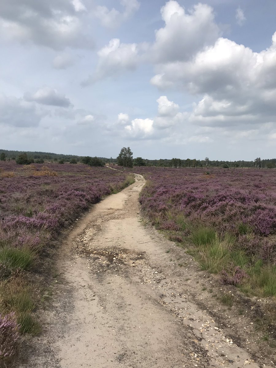 ScheppinkAndre's tweet photo. Misschien wel de mooiste “achtertuin” van Nederland. Bos, heide en Regge. #mijnhardlooproute #15km #sallandseheuvelrug #reggestreek @regio_twente @ProvOverijssel @gmrijssenholten @ToerismeRH @runnersworldnl https://t.co/2tk5Z6mw3x