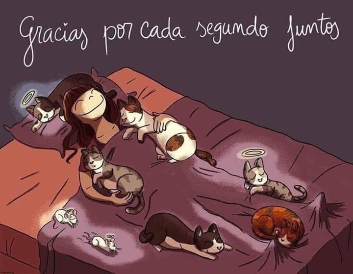 Loly 🐱 (@petiteloly) on Twitter photo 