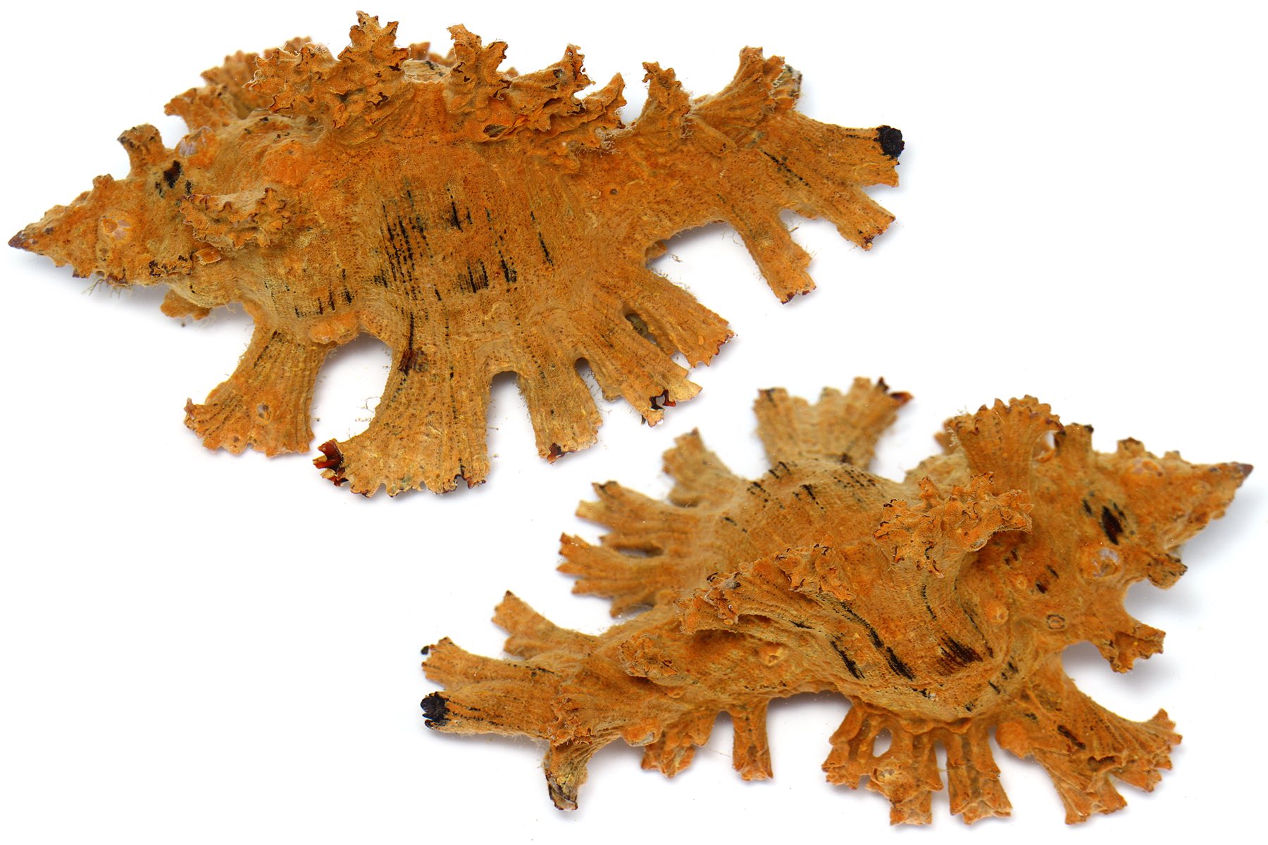 ゆうじ Sur Twitter 西表から石垣に移動し明日高知に帰ります 帰りたくないけど 海 山 川 干潟 浜でひたすら採集し 撮影した白バック写真の枚数は約3000枚 ただ一部 ビーチコーミングで集めた植物の種などが撮影しきれなかったのでお持ち帰りで撮影