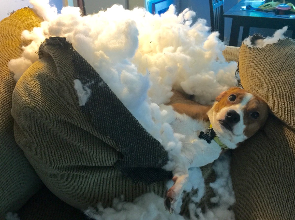 Blondiegrrl's tweet photo. @beaglefacts @jhgriffiths Can confirm. #RIPsofa https://t.co/ZChyo42hgq