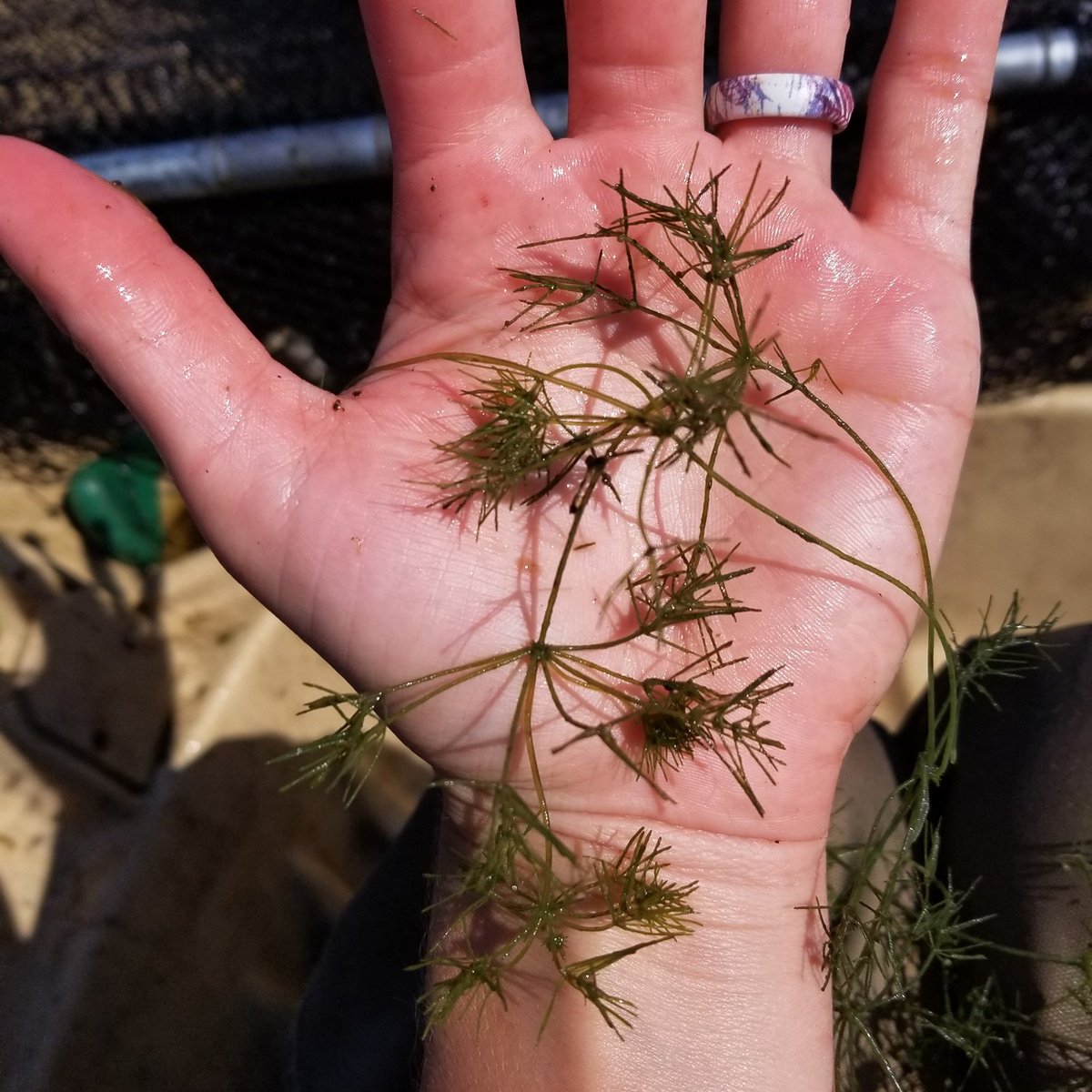 Bearded Stonewort laying on a hand