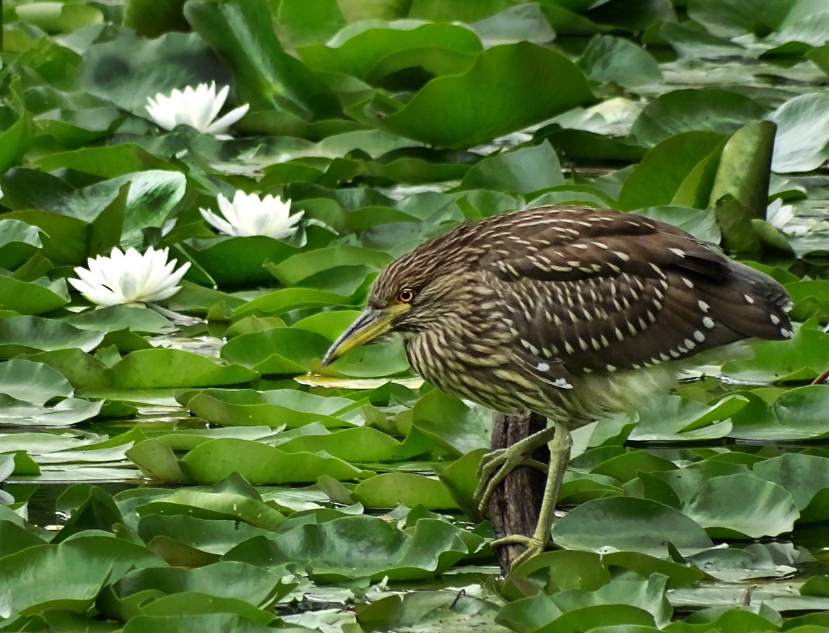 Detroit Zoo On Twitter Surround Yourself With The Sights - 