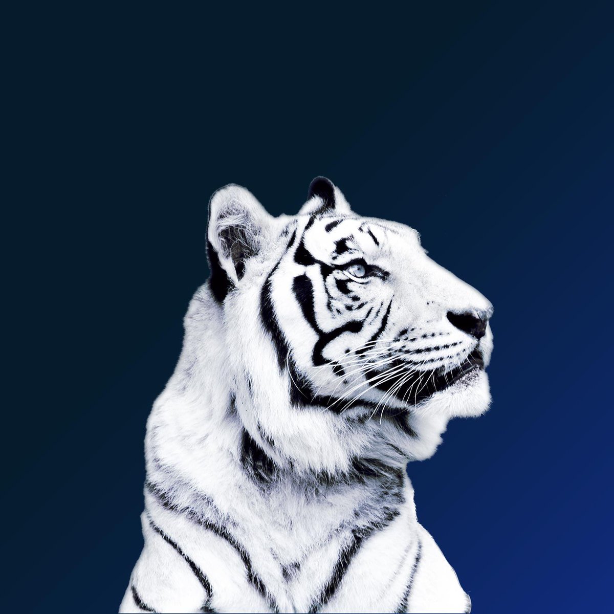 viktorlenartson's tweet photo. "Asia is on track to top 50% of global GDP by 2040 and drive 40% of the world's consumption, representing a real shift in the world's center of gravity." #Asia #future https://t.co/QZheaPdJzo https://t.co/OoYhBs30Md