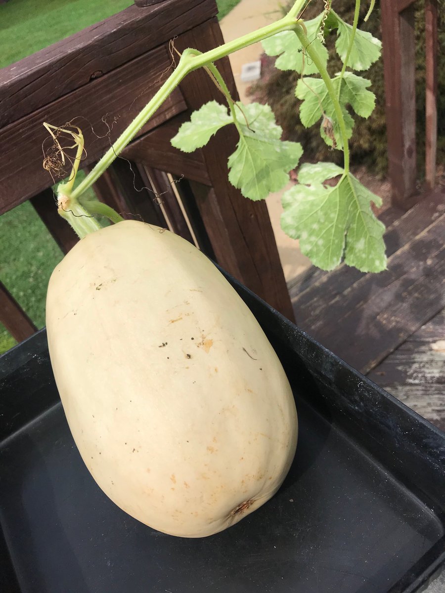 missyfrediot's tweet photo. Just picked this spaghetti squash! Can’t wait to eat it!  #growsomefood.    #luv2cook  #Farm2Table #FridayThoughts #Foodie https://t.co/k5LHTJGgyI