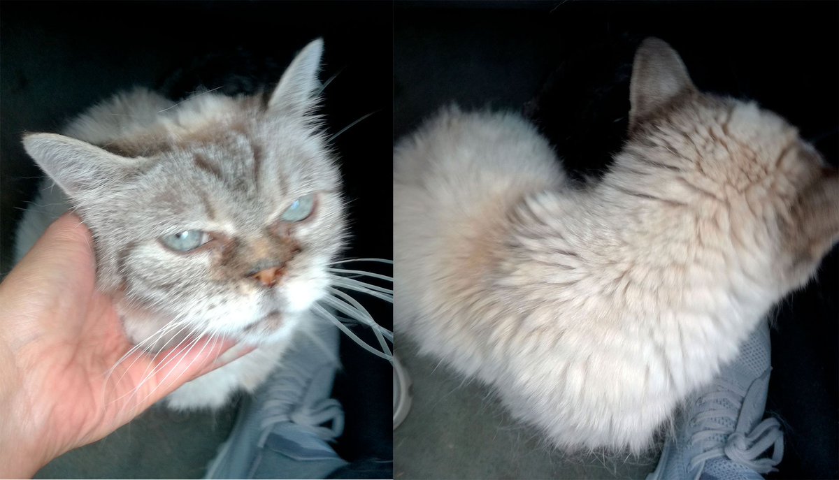 Missing Animaux 81 A Twitter 16 08 19 Trouvee Chatte Agee Sacre De Birmanie Mais Nez Ecrase De Persan A Albi Maladrerie Rte De Terssac Pucee Mais Dans L Aisne Et Sans Coordonnees Tartine Missing Animaux 81 A Twitter 16 08 19 Trouvee Chatte Agee Sacre De Birmanie Mais Nez Ecrase De Persan A Albi Maladrerie Rte De Terssac Pucee Mais Dans L Aisne Et Sans Coordonnees Tartine