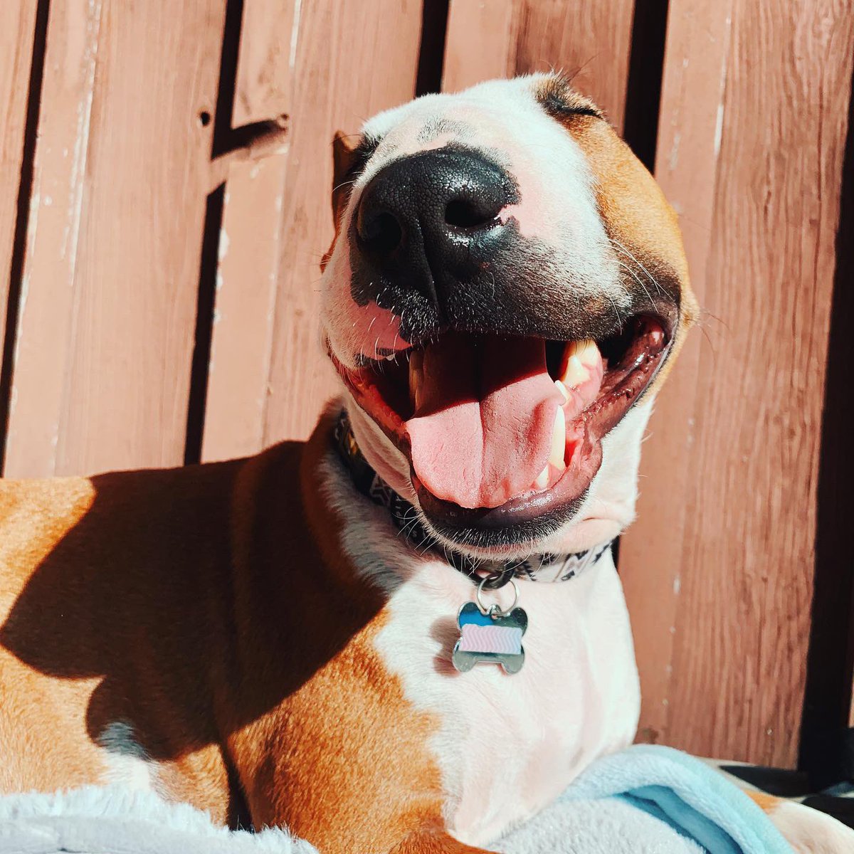 laurDIY's tweet photo. boop for good luck ✨ https://t.co/WH6TrWJ2e2