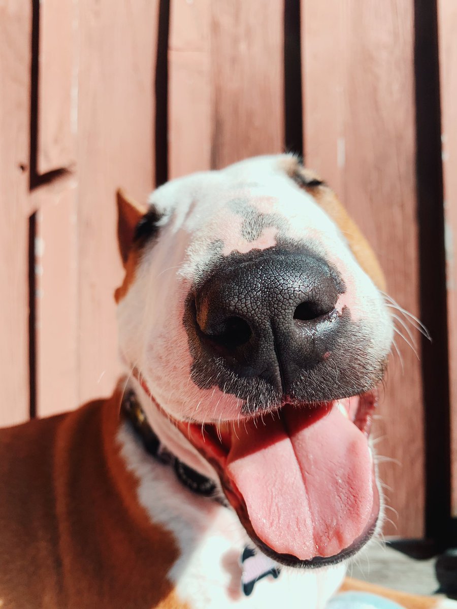 laurDIY's tweet photo. boop for good luck ✨ https://t.co/WH6TrWJ2e2