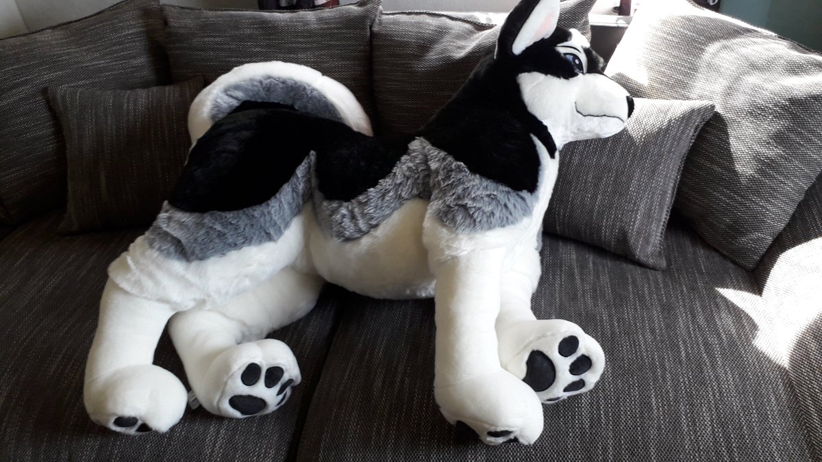 Siege_Whitemutt's tweet photo. Finally! it has arrived after being stuck somewhere in Germany for some days! meet Akiro! He's the number 44 and one of the HUGE Husky plushies made by @PlushLife_eu. It's  so cuddly <3 what a 10/10 currrrl. Love it! https://t.co/y1s3qH72O8
