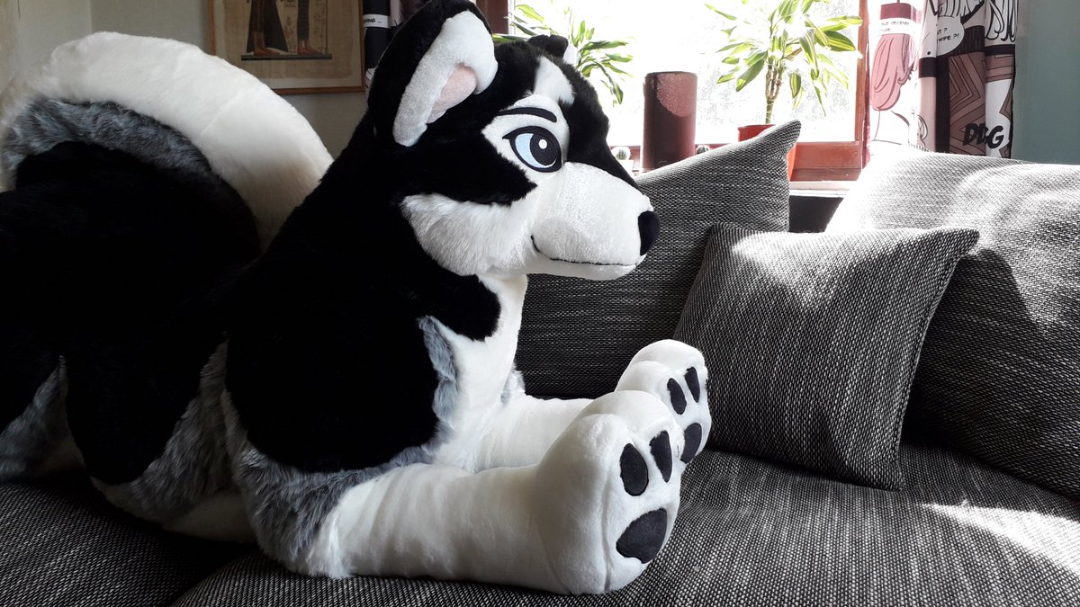 Siege_Whitemutt's tweet photo. Finally! it has arrived after being stuck somewhere in Germany for some days! meet Akiro! He's the number 44 and one of the HUGE Husky plushies made by @PlushLife_eu. It's  so cuddly <3 what a 10/10 currrrl. Love it! https://t.co/y1s3qH72O8