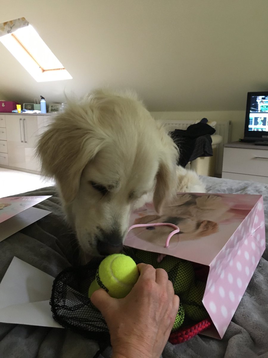 loabi_retriever's tweet photo. Birthday update:
I got a rather creepy card from M&D, a bag of squeaky tennis balls and a cuddly octopus. And lots of cuddles of course.
#noplaystation
Thanks for everyone’s lovely birthday greetings!!! You’re all so kind. https://t.co/6vUU6fn2kr