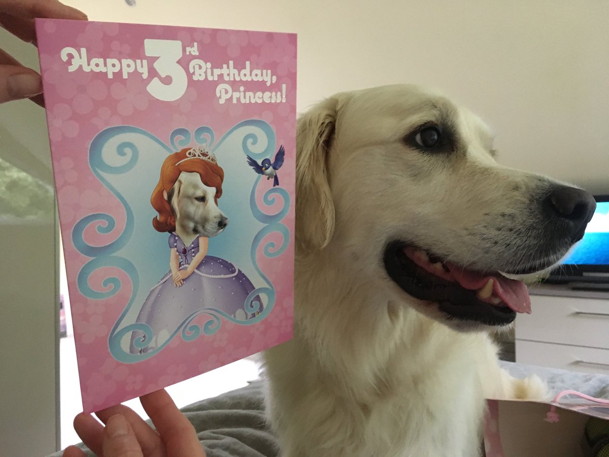loabi_retriever's tweet photo. Birthday update:
I got a rather creepy card from M&D, a bag of squeaky tennis balls and a cuddly octopus. And lots of cuddles of course.
#noplaystation
Thanks for everyone’s lovely birthday greetings!!! You’re all so kind. https://t.co/6vUU6fn2kr
