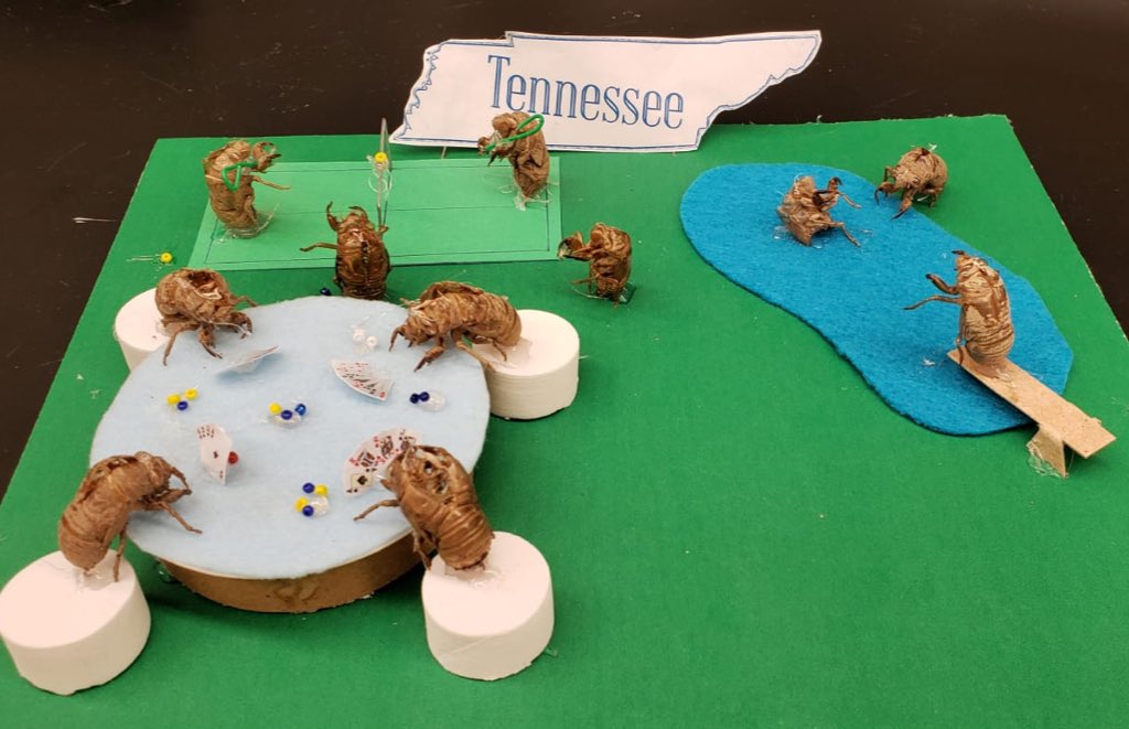 A few weeks ago I left a cicada shell on my colleague’s desk to scare her. Today I came in to find this on my desk - our full lab reconstructed in terrifying detail. There’s an Irish one wearing glasses READING MY REVIEW PAPER. I’m simultaneously traumatised and dying of laughter