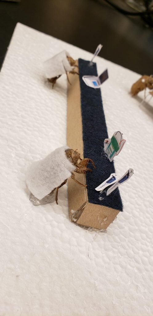 GraceHallinan's tweet image. A few weeks ago I left a cicada shell on my colleague’s desk to scare her. Today I came in to find this on my desk - our full lab reconstructed in terrifying detail. There’s an Irish one wearing glasses READING MY REVIEW PAPER. I’m simultaneously traumatised and dying of laughter