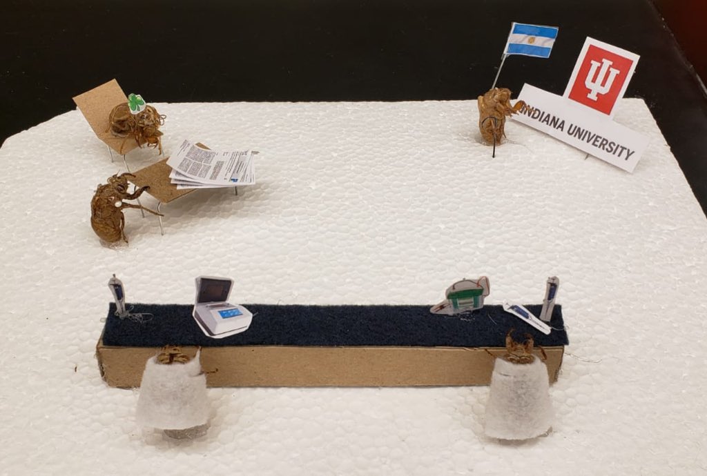 GraceHallinan's tweet image. A few weeks ago I left a cicada shell on my colleague’s desk to scare her. Today I came in to find this on my desk - our full lab reconstructed in terrifying detail. There’s an Irish one wearing glasses READING MY REVIEW PAPER. I’m simultaneously traumatised and dying of laughter