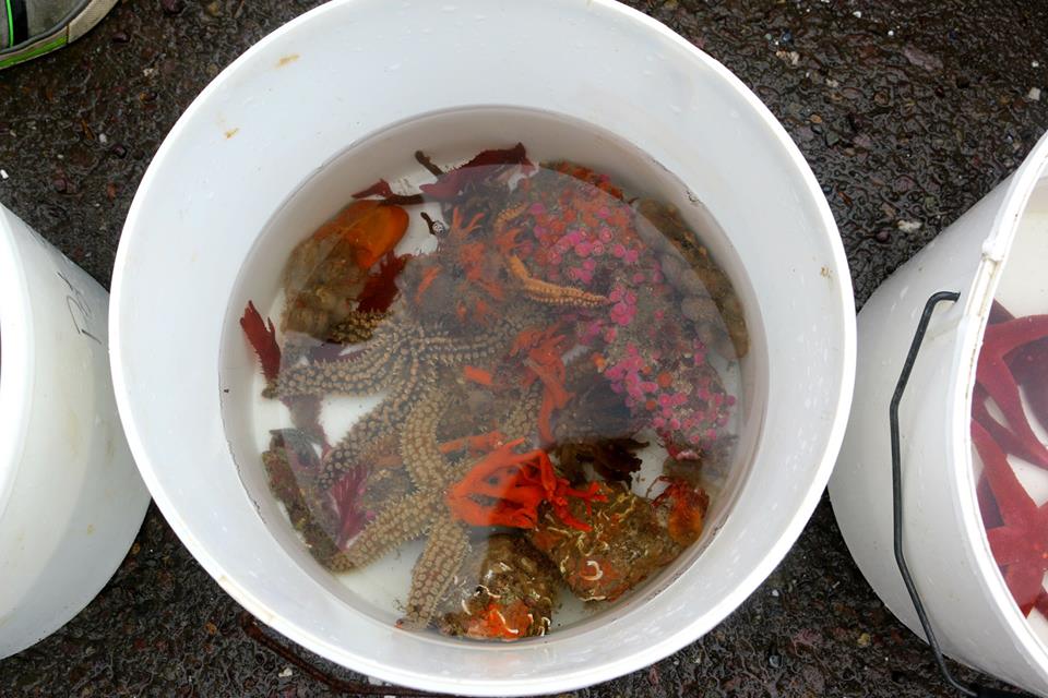 DeepMapsCork's tweet photo. For those of you who can't attend today, we'll be posting images and content from our previous trips to show you the different types of marine creatures we got to see and learn about over the years! #LoveIrishResearch #DeepMapsCork #TouchTanks #uccBEES #HEritageWeek2019 https://t.co/yiu5WPMYiL