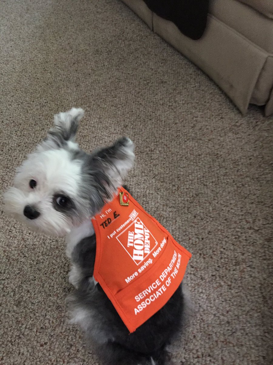 Ginny Sue (@ginnysueplatt) on Twitter photo Who’s a good dawg? He may not really be a Service Associate of the month but he sure is my “Service Dog” after a long stressful day! Who’s a good dawg? He may not really be a Service Associate of the month but he sure is my “Service Dog” after a long stressful day!