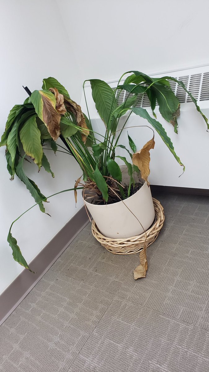AndyMiller73102's tweet photo. And this is why guys who travel for work shouldn't have house plants in their office. #SorryFella #FridayThoughts https://t.co/sejOQ15kzU