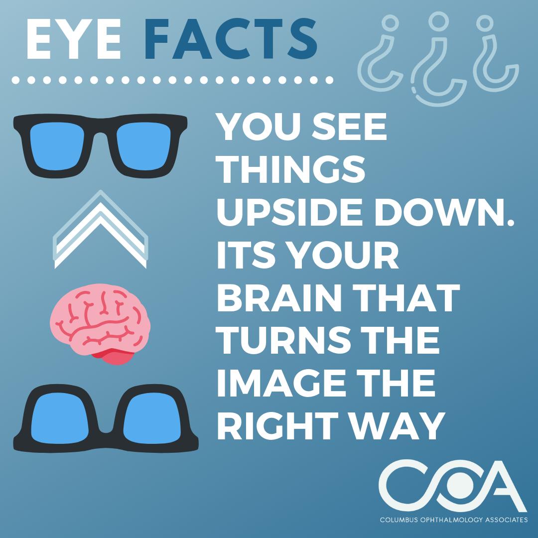 COAVision2020's tweet photo. Friday Eye Fact! https://t.co/Q8ODM52woE