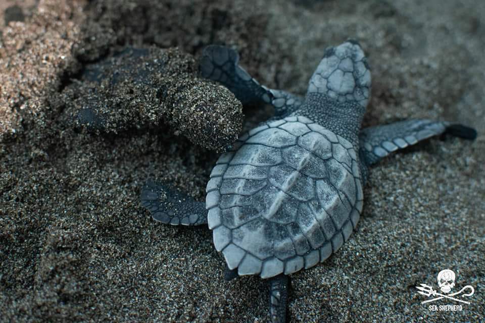 Sea Shepherd SD tweet media