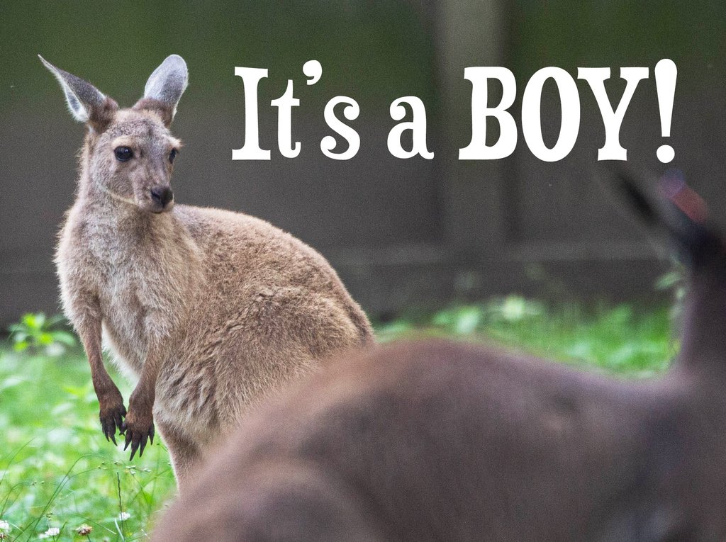 potterparkzoo's tweet photo. 💙 The western grey kangaroo joey that first appeared in May is officially a boy! 💙

We do not know what we're going to name the little fellow quite yet. Retweet this with your suggestions! https://t.co/YmJ0RNbMq3