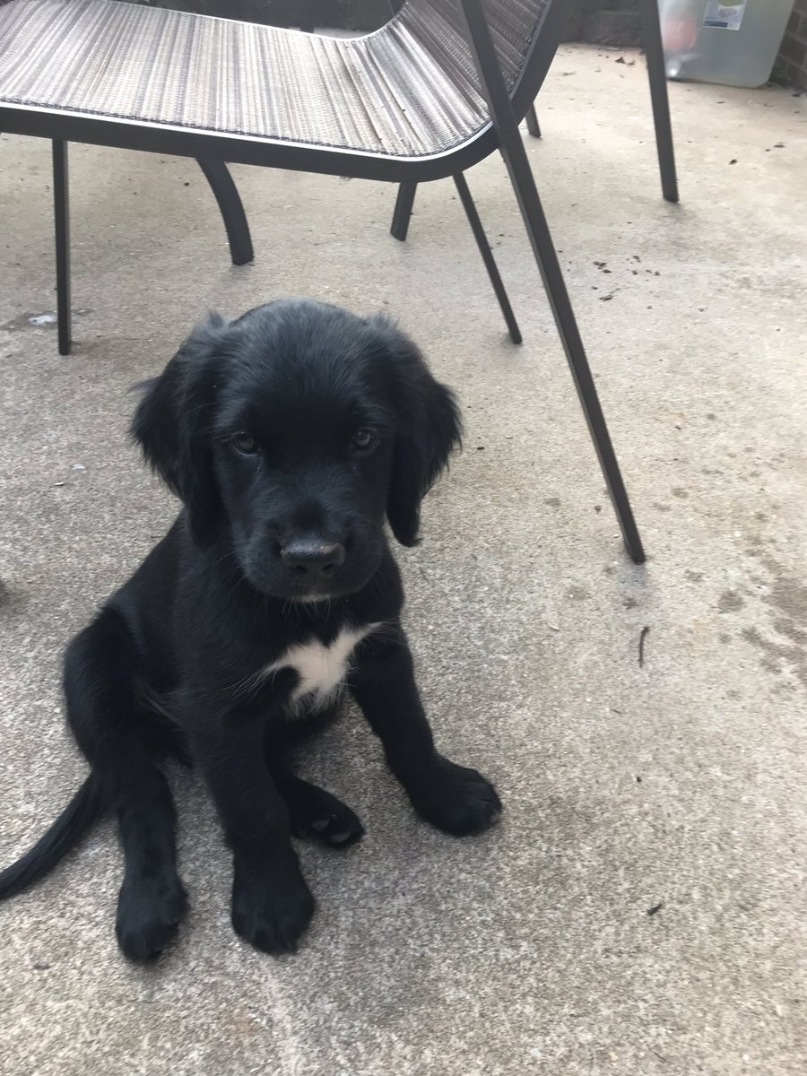 Spangold puppies hotsell