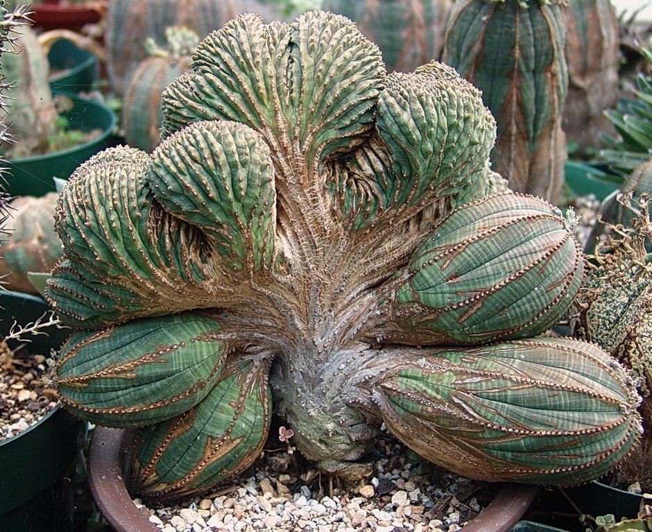 When you don't think weird plants can't get any weirder, along comes a totally weird cristate (fasciated) Euphorbia obesa.  The common name of Euphorbia obesa is baseball or golfball plant, but this one looks nothing like a ball of any kind.  #succulents  #WeirdPlants