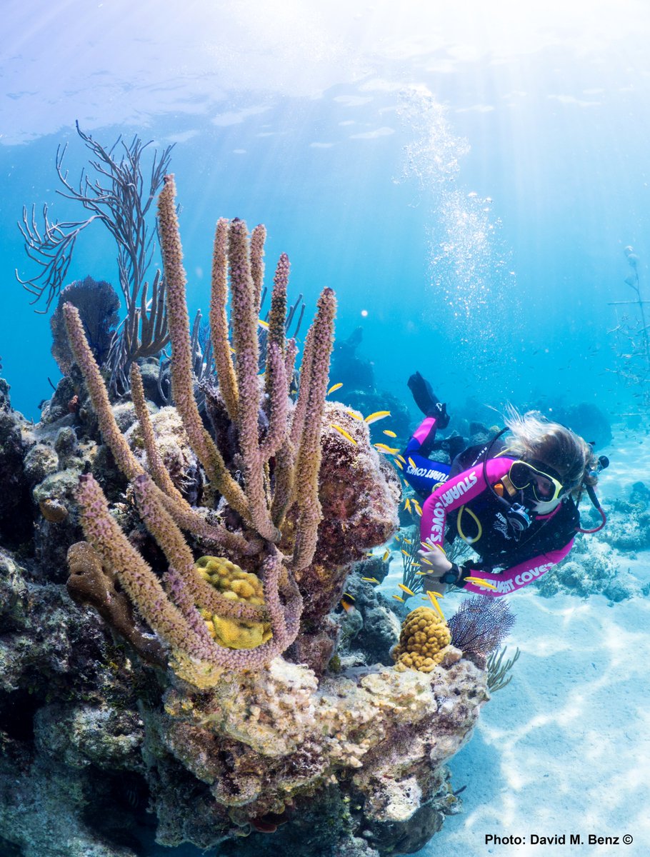 StuartCoveDive's tweet photo. It's Crystal π Clear that the Bahamas has the most beautiful waters in the world!
πΈ @benzdiver
#itsbetterinthebahamas
#divestuartcoves
#bahamas
#scuba
#adventuretravel
#nassau https://t.co/Icooo7SNEs