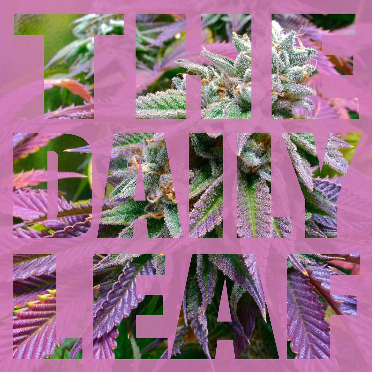 Portland Shines Concert Series tweet media