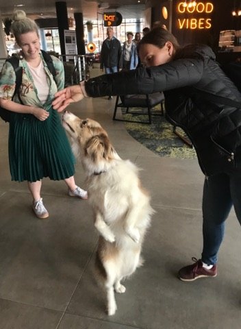 DoyleELF's tweet photo. You are the DANCING FLOOF!
Young &amp; sweet, going WOOF WOOF WOOF!

#DogsOfFringe #MakeYourFringe https://t.co/rRo5Qa2Im1