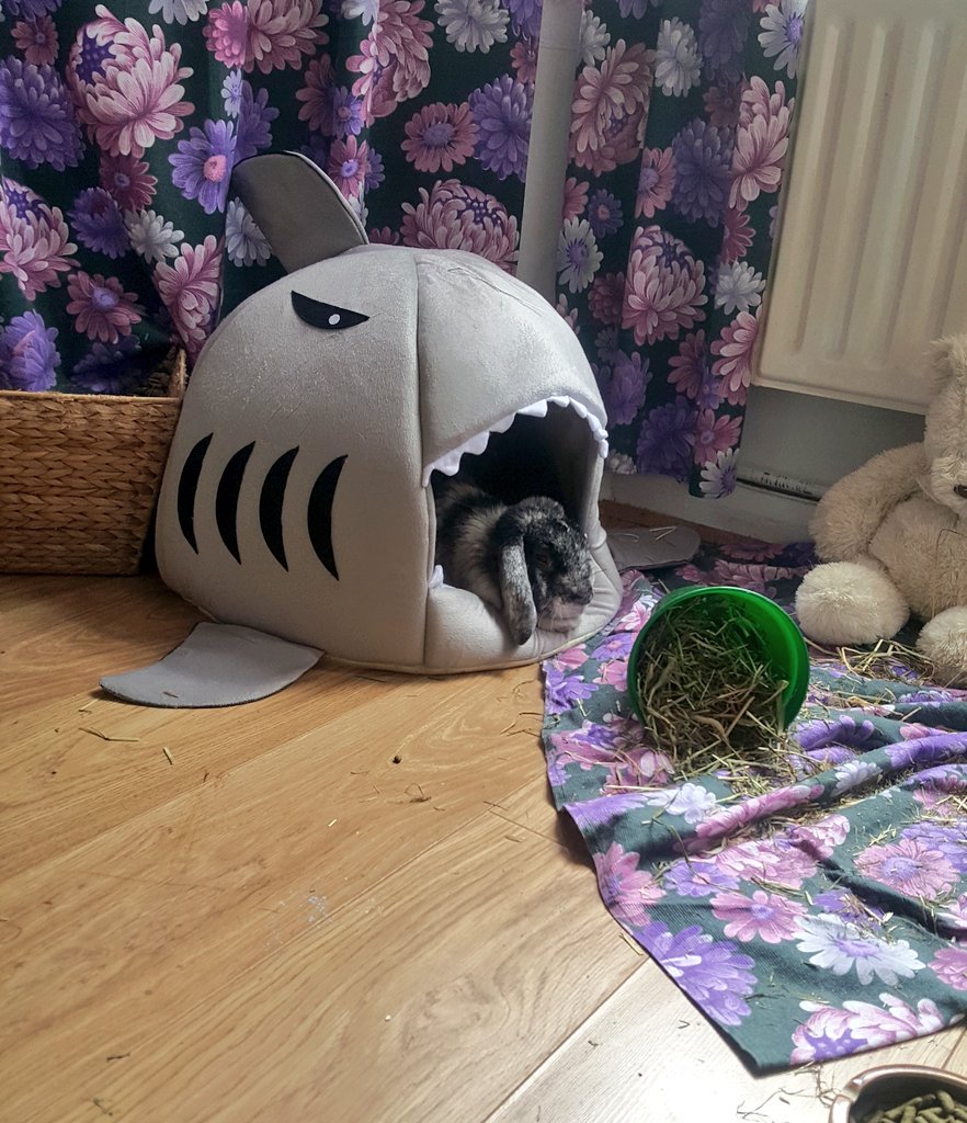 YodaEgg's tweet photo. Lounging around in my shark bed #relaxing #FridayFeeling #SharkAttack #bed #cool #bunny https://t.co/9M915WttfJ