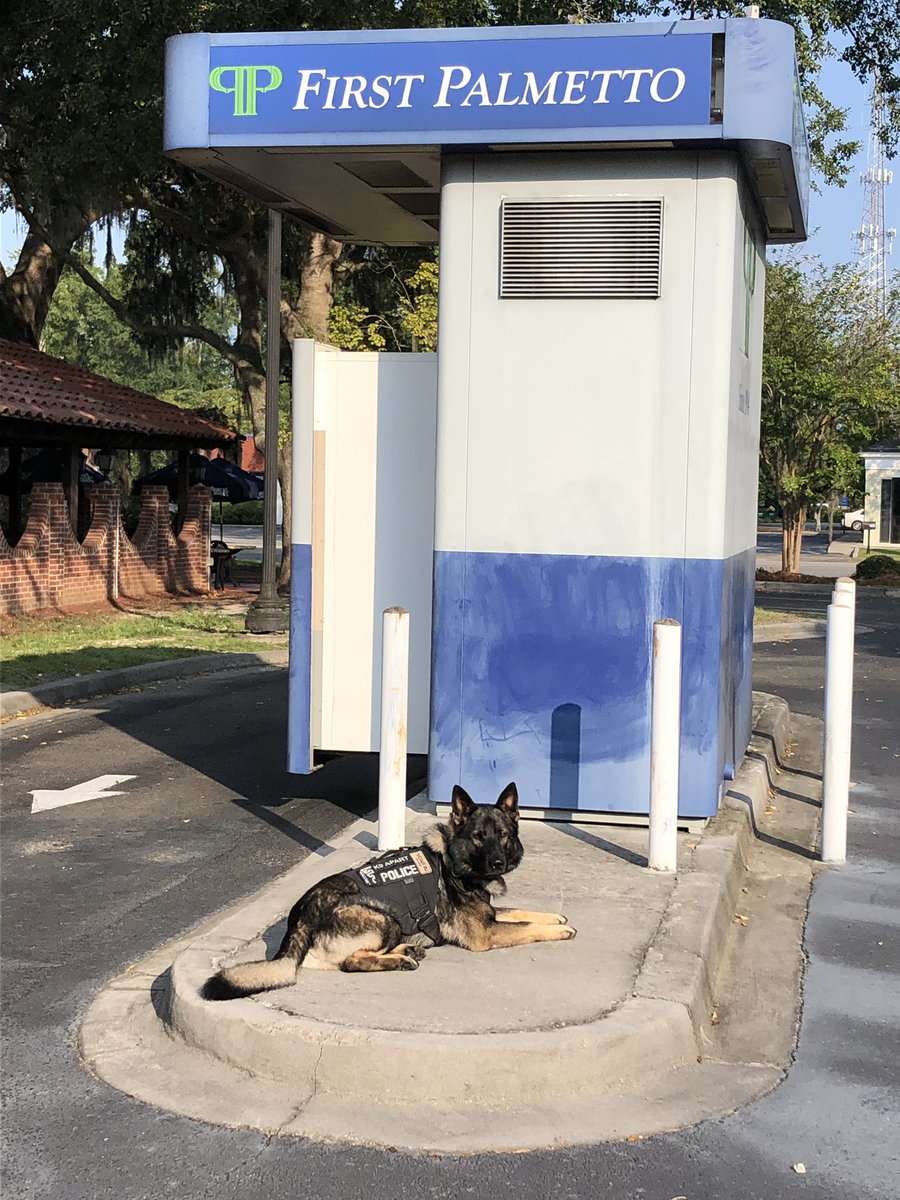 K9Apart's tweet photo. This ATM escort is marked safe thanks to K9 Apart. πͺπ»Anyone else do ATM escorts? It was new for me when I moved from VA. #gsd #k9 #workingdog #markedsafe #k9protected #atm #showmethemoney #k9apart #livepd #livepdnation https://t.co/epqbJrP1QM