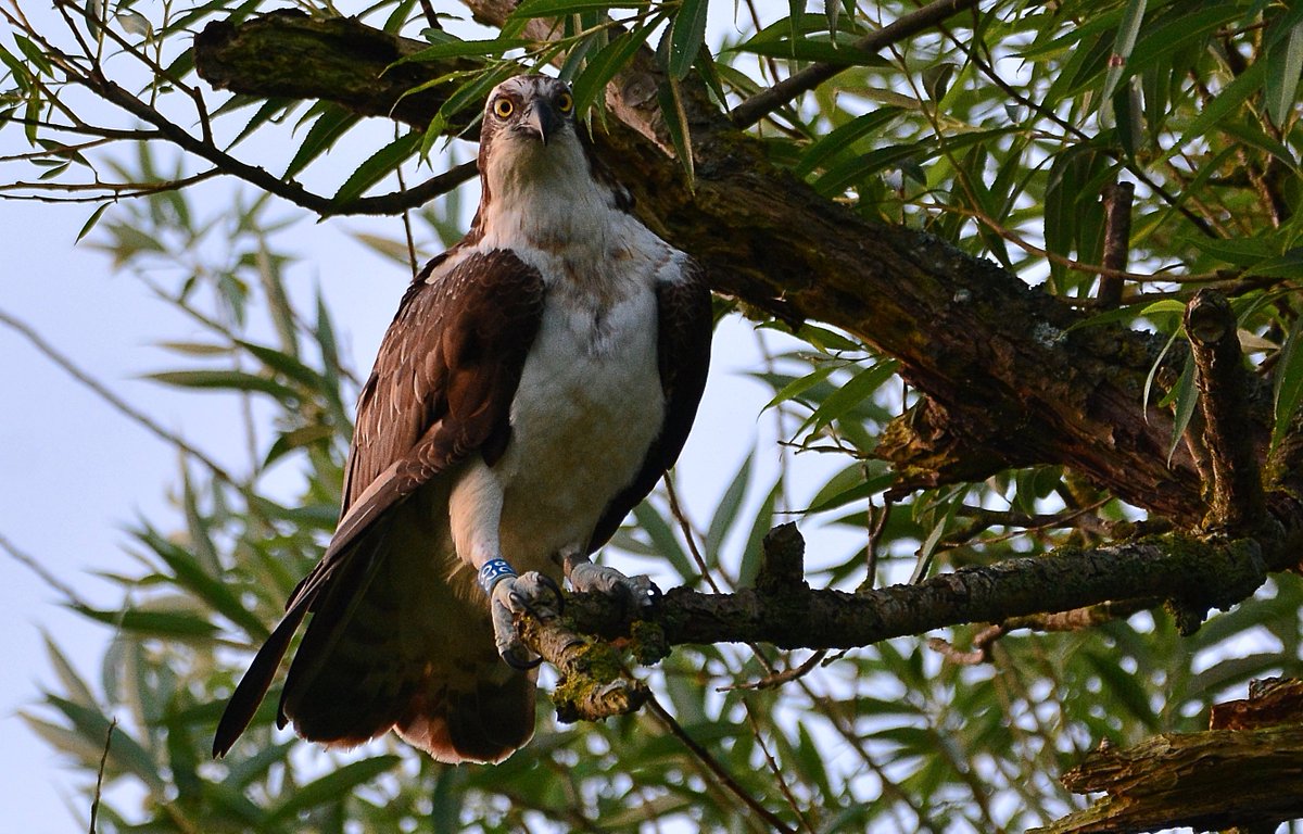 I think 28 might have spotted me. <a href="/GwashOspreys/">River Gwash Ospreys</a> <a href="/rutlandospreys/">Rutland Ospreys</a> <a href="/birdsofprey_uk/">Birds of Prey</a> <a href="/WildlifeMag/">BBC Wildlife</a> <a href="/BBCSpringwatch/">BBC Springwatch</a>