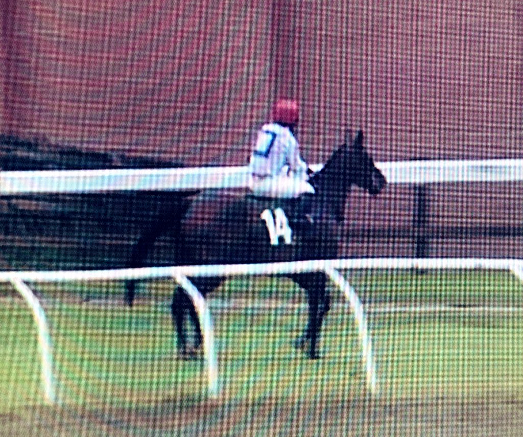 amajox's tweet photo. Congrats @amajox @amie_waugh90 wins @ThirskRaces #IllBeGood #AlanBerry #17ran #biggestfieldoftheday #topride #topjock🏆👏👍 https://t.co/2RDr2rkZaP