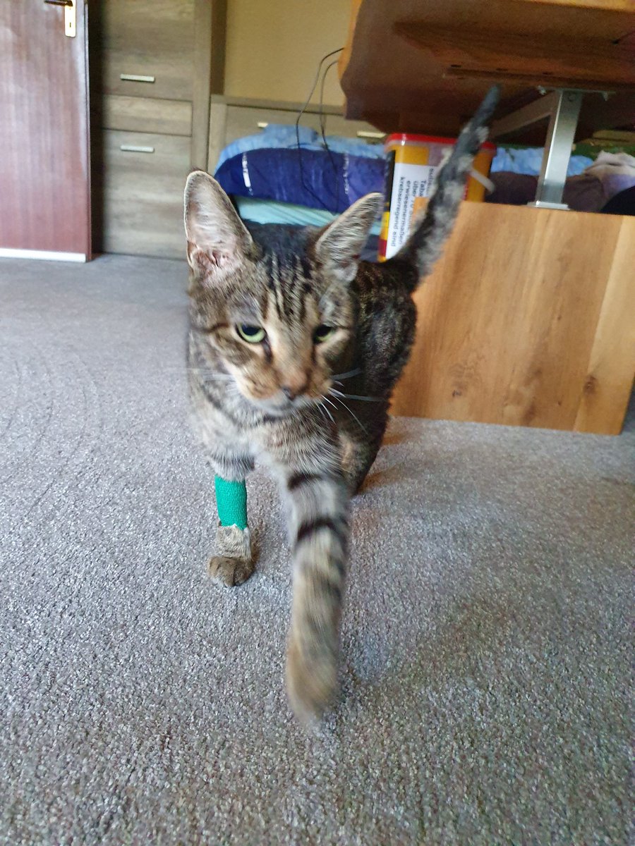 Gizmo_and_Simba's tweet photo. Simba: Back from the dentist. At least I still have some of my teeth - unlike Gizmo. #toothlessCat https://t.co/eb7v7PQG9Y
