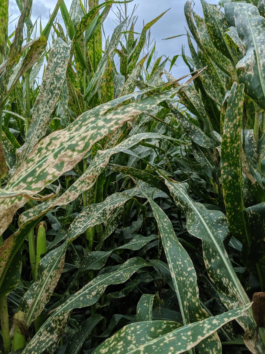 SDSUPlantPath's tweet photo. Bad spray #drift in the #corn field. Not #Holcus spot! https://t.co/uwsYZAkNsz