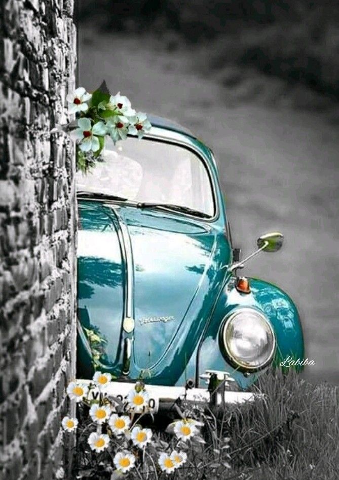 SouthVW's tweet photo. Peek-a-Beetle 🙈🐞 

🚙South Motors Volkswagen 
☎️ (305) 930-7089
📍17930 S Dixie Hwy, Palmetto Bay, Fl 33157
.
.
#Volkswagen #VWusa #volkswagenlife #vwfamily #vwfan #germancar #SouthMotorsVW #MiamiVW #DriveVolkswagen https://t.co/10VP7oYcKY