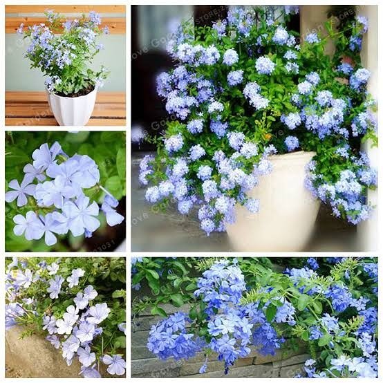 lardexgreenery's tweet photo. Looking for an extremely resilient and reliable plant? Opt in for plumbago, a dream plant that keeps you bright in a mild and sunny environment. Got this to plant for a client. It's a year now and still blooming.
#plumbago #potted #landscape #blueplumbago #easytocare #aesthetic https://t.co/OquitbPTBc