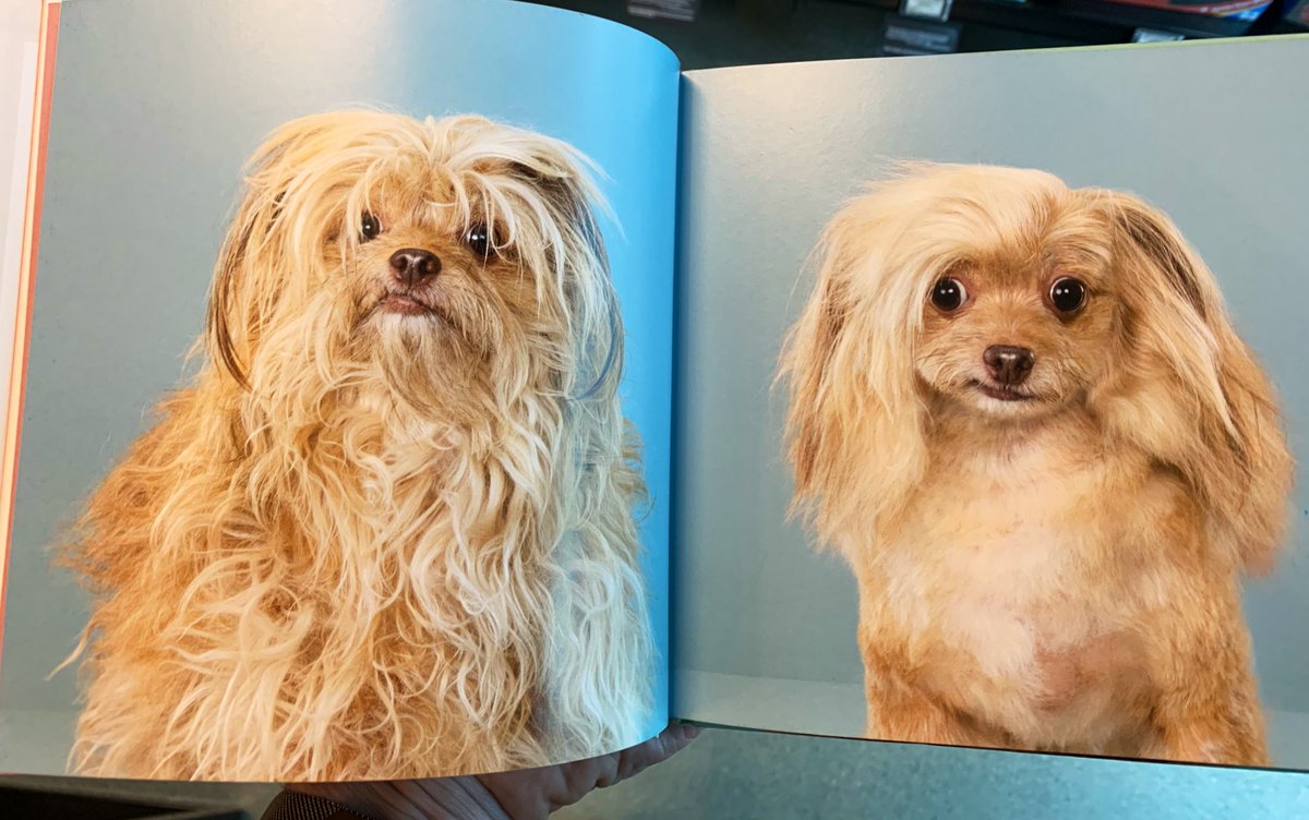 Rylie is enjoying a warm Chicago 🏃‍♀️🌞🌇 tweet media