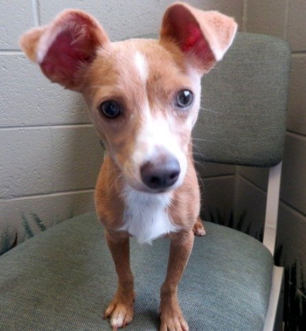 CarrollHumane's tweet photo. The nation-wide Clear the Shelters! event is Sat., Aug. 17.  Join CCHS at Pet Supplies Plus between 11 and 2 and adopt a shelter dog or cat.  Name your own adoption fee!  #cleartheshelters #cchsadoptions https://t.co/4pRwPP1oQD