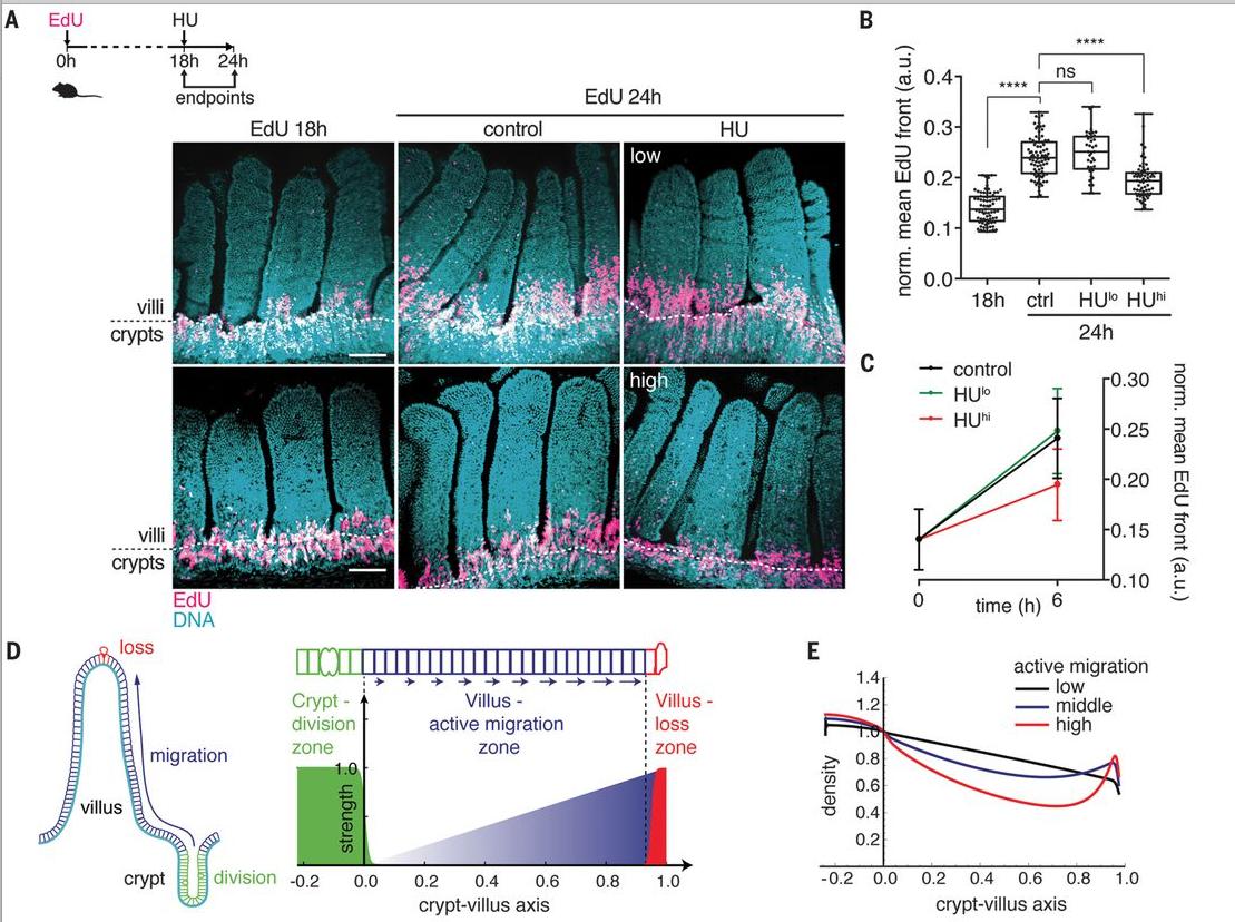 mmw_lmw's tweet photo. #Epithelial_Turnover in the Gut | Active #Cell_Migration is critical for steady-state | Danijela Matic Vignjevic @institut_curie @sciencemagazine https://t.co/ffmjTR7xq6 https://t.co/kAZwEpSdCE