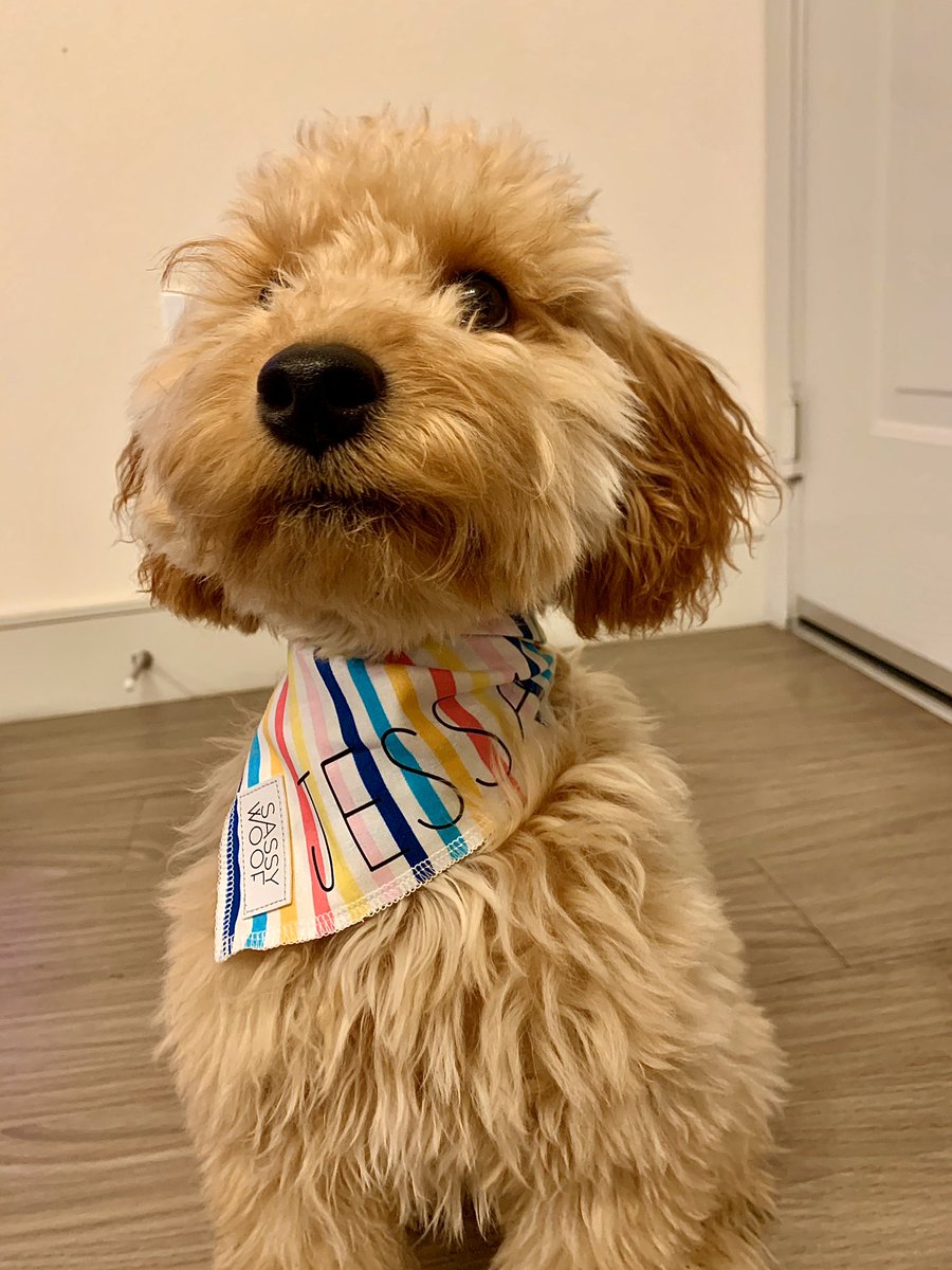 jmallen02's tweet photo. @DamagedBttm Gays meet my pup 😍🐶 https://t.co/PwNtAc6HOw