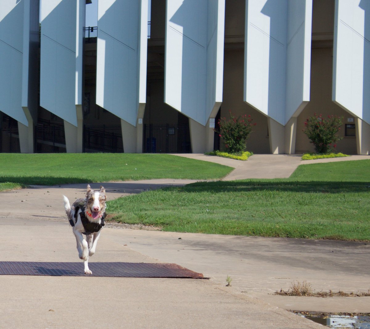OralRobertsU's tweet photo. Geese ... you've met your match. ORU's humane removal of the campus geese is off &amp; running. https://t.co/RkOYzjW2JU