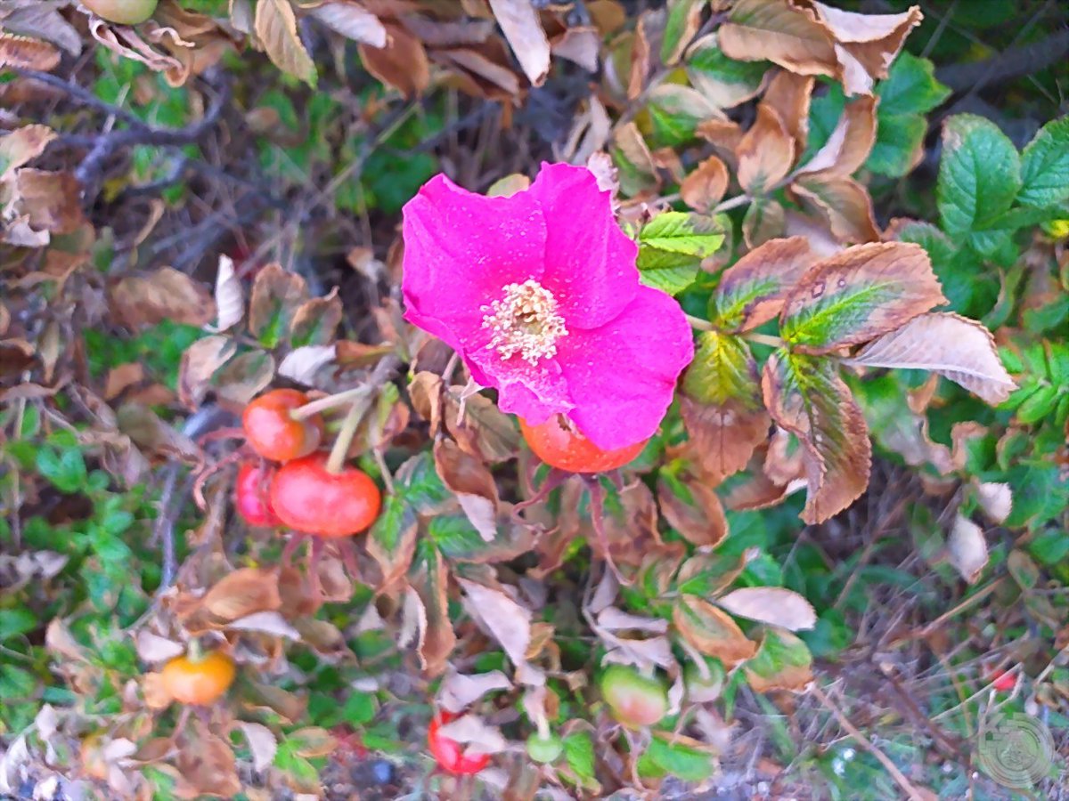 KentstepP's tweet image. Ok latest photos taken today during the bad weather down at West Beach, got some good shots. enjoy - set 4